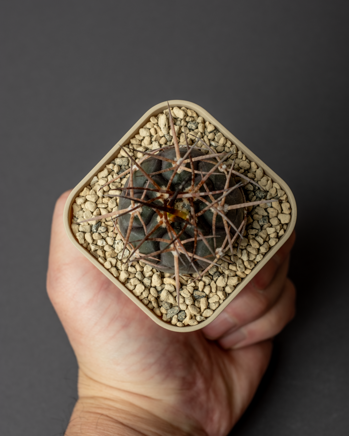 Gymnocalycium mazanense ‘魔天竜’