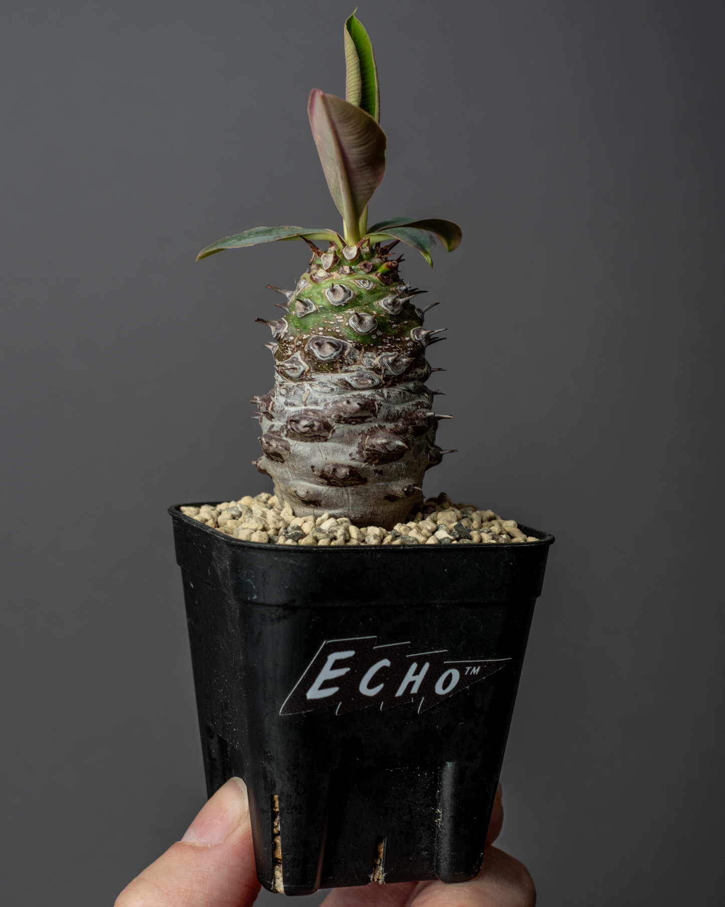 Euphorbia pachypodioides #1