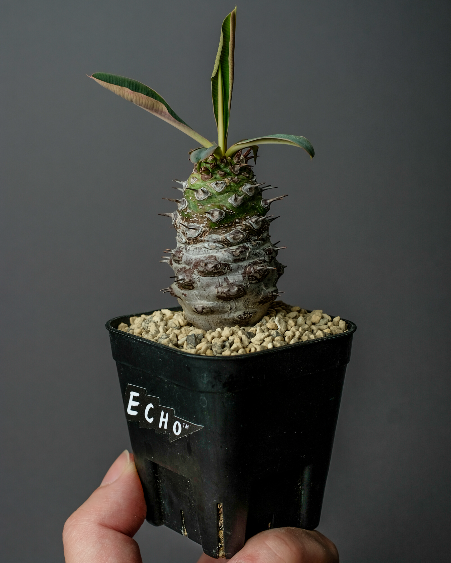 Euphorbia pachypodioides #1