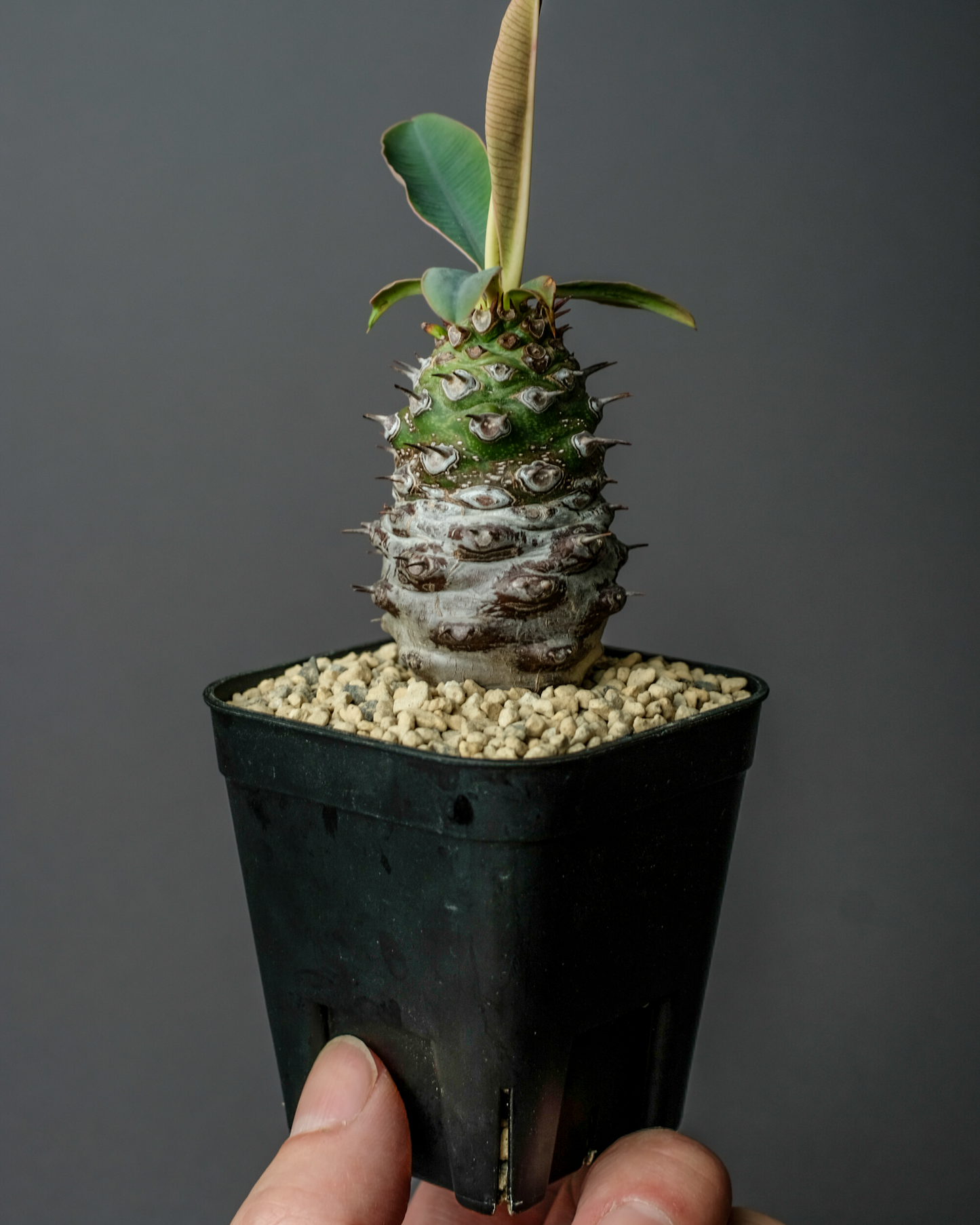 Euphorbia pachypodioides #1