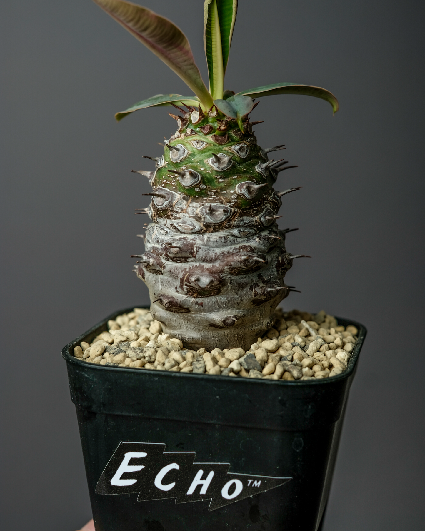 Euphorbia pachypodioides #1