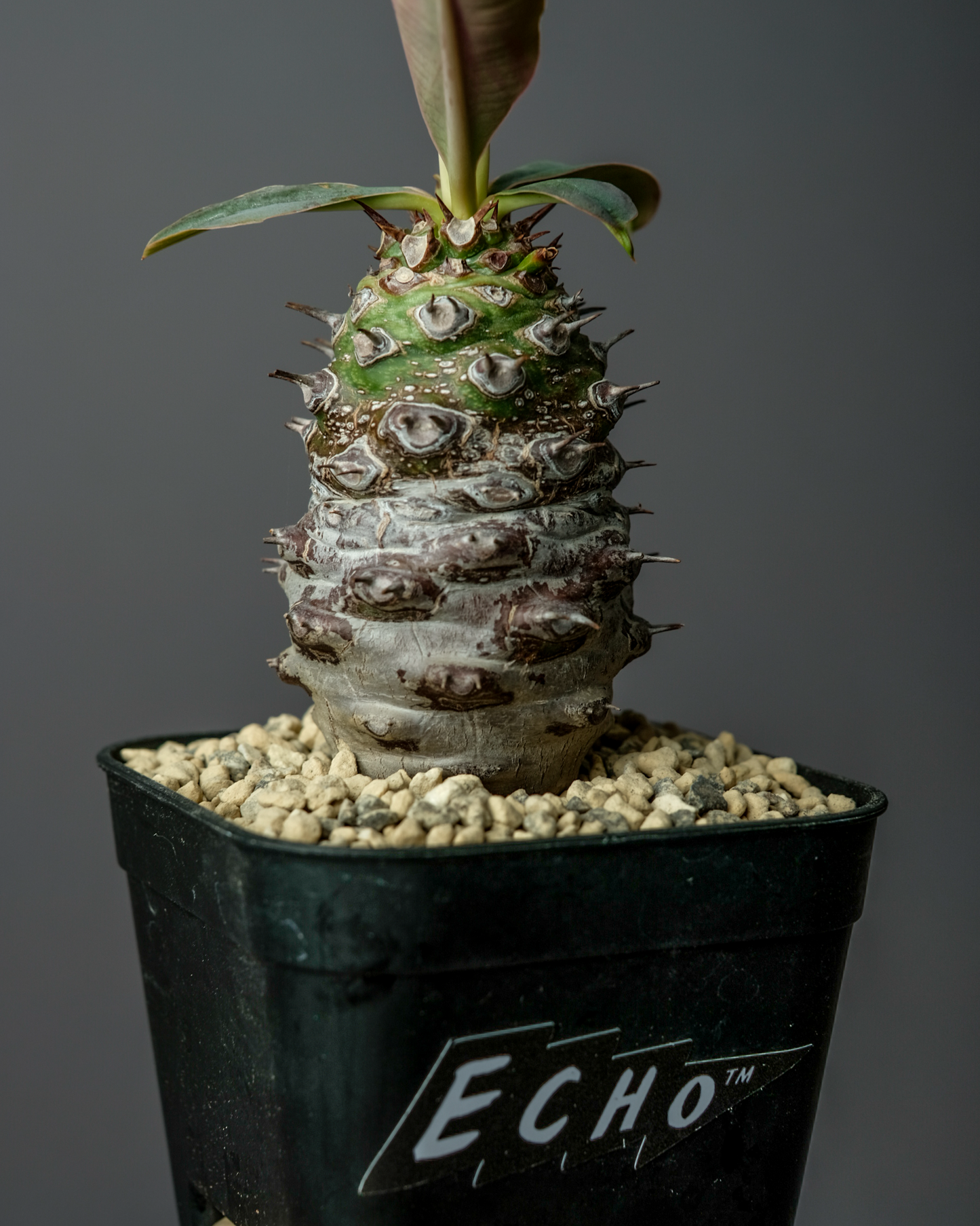 Euphorbia pachypodioides #1