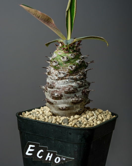 Euphorbia pachypodioides #1