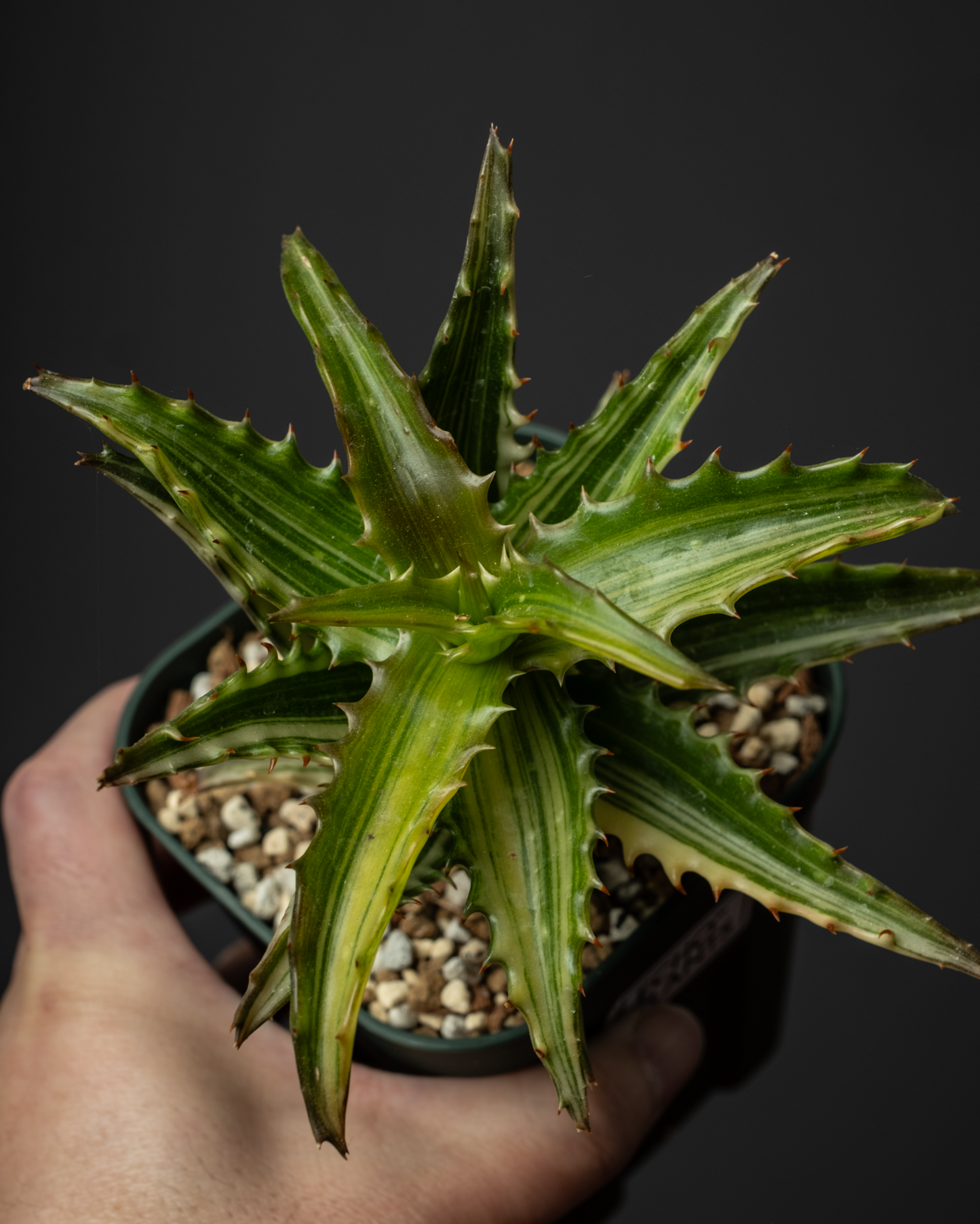 Aloe congolensis var. #1