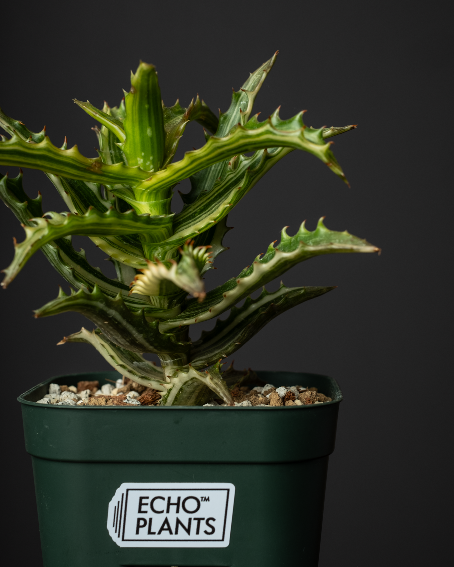 Aloe congolensis var. #1