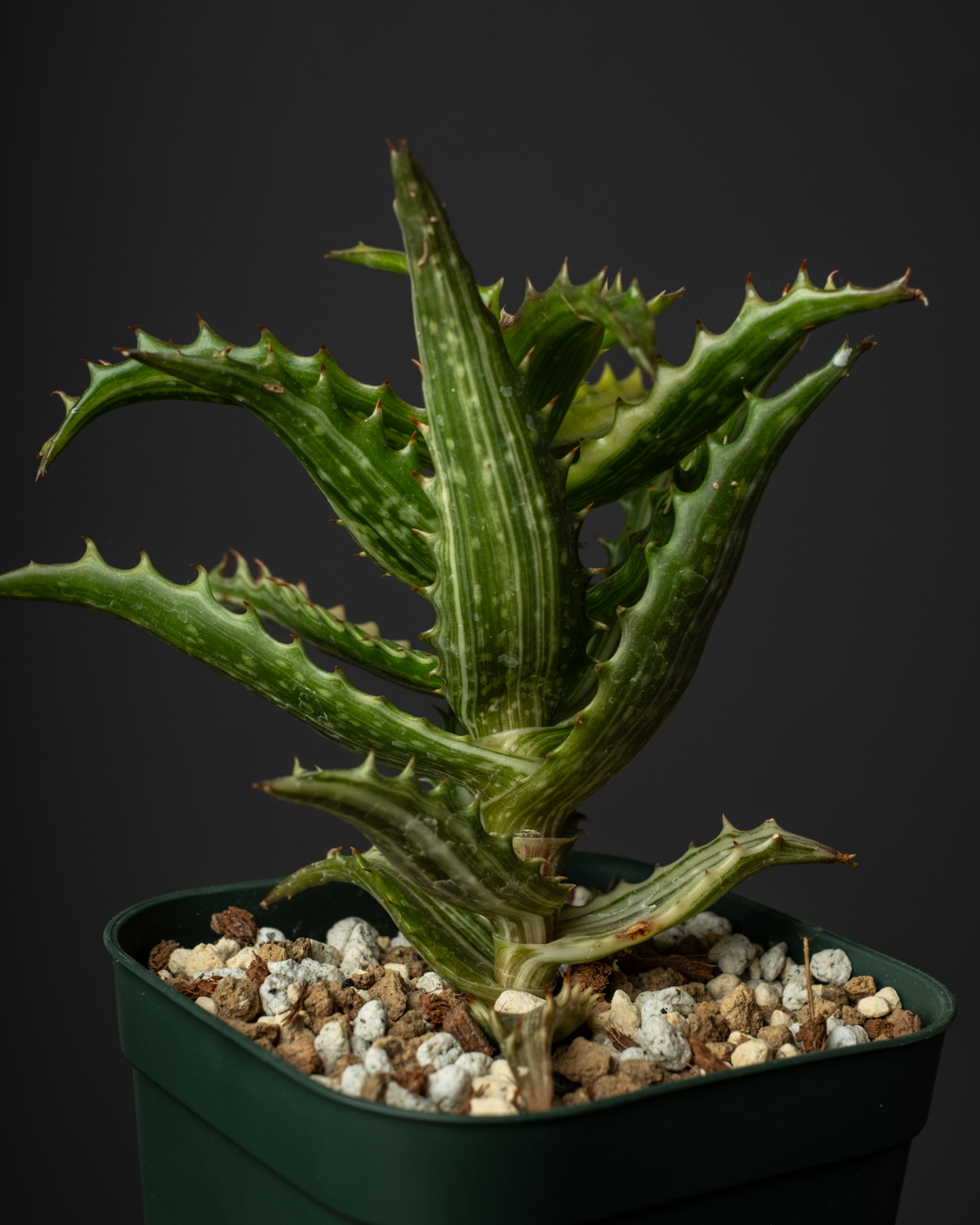 Aloe congolensis var. #1