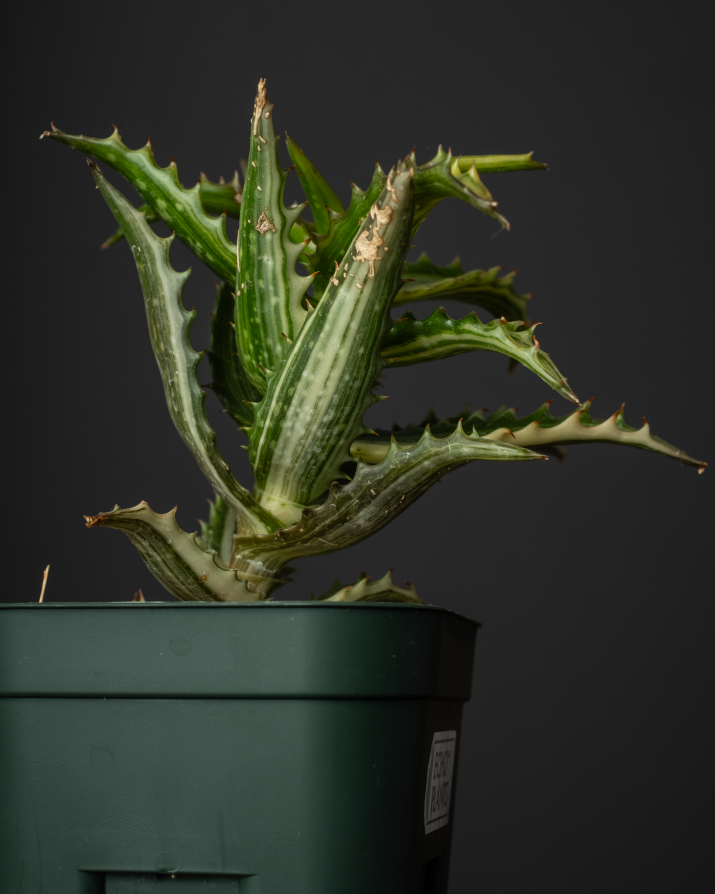 Aloe congolensis var. #1