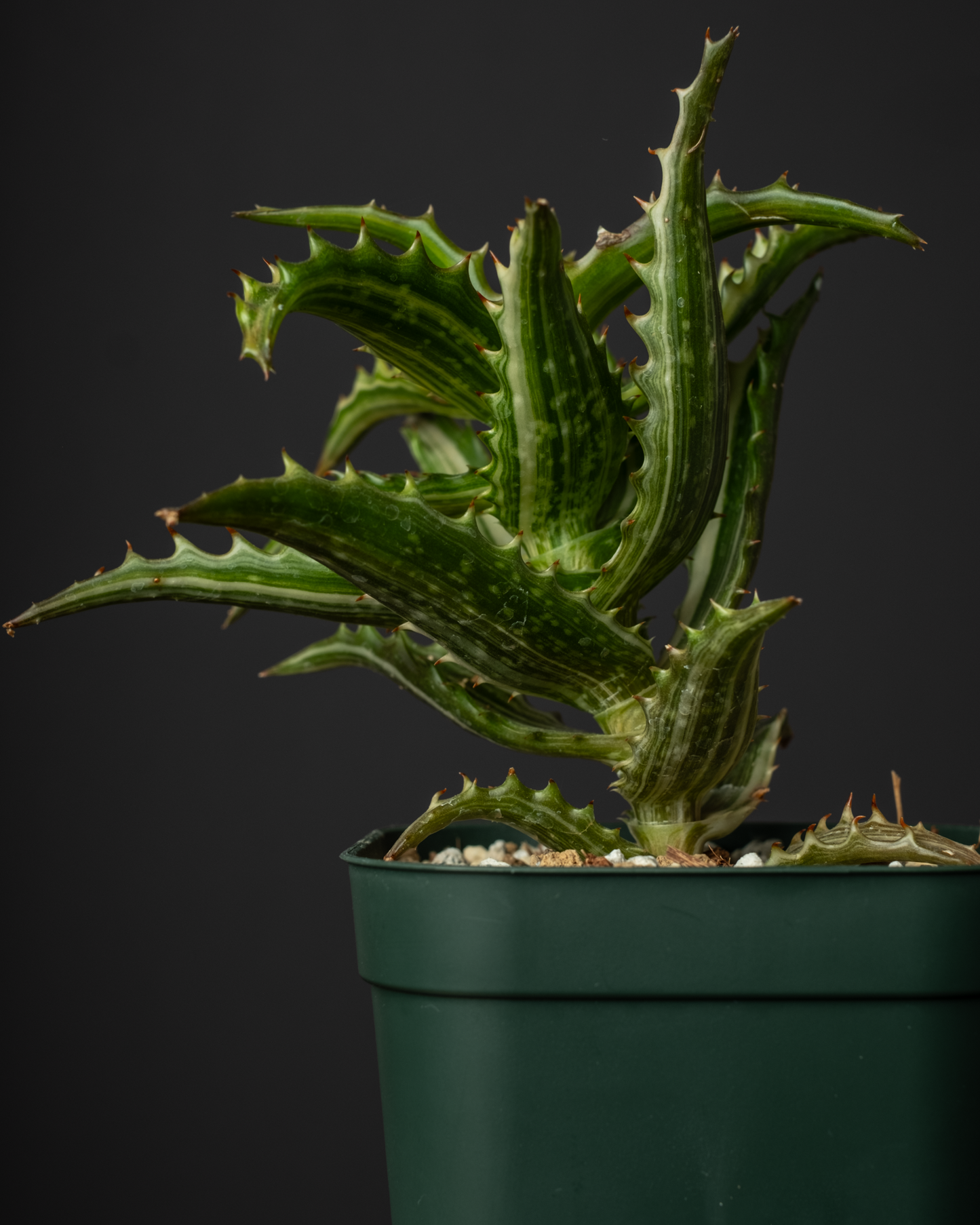 Aloe congolensis var. #1