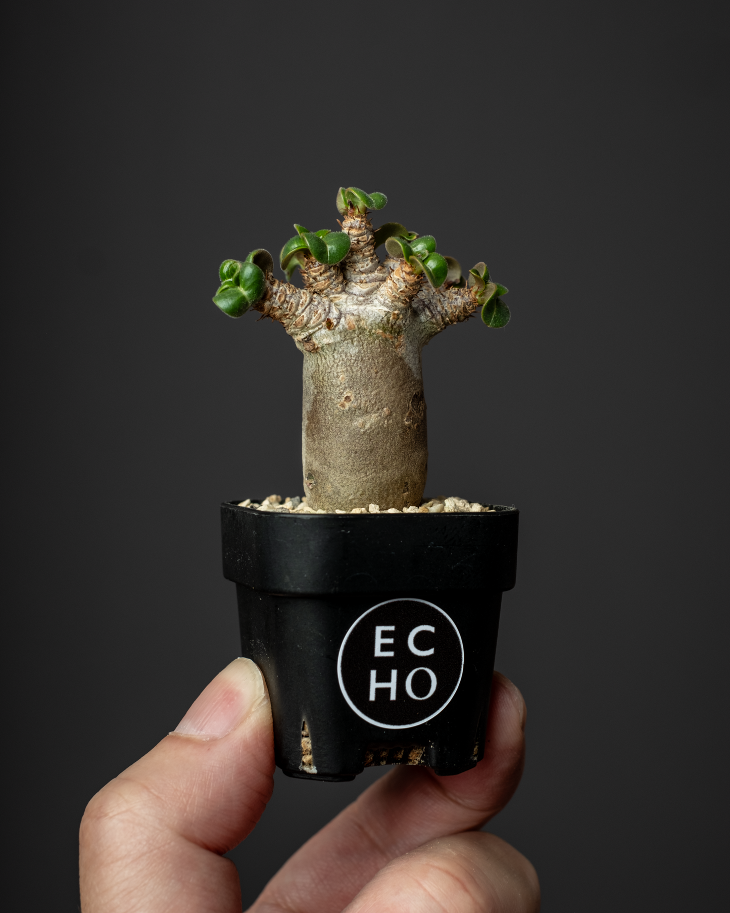 Adenium D.H.A