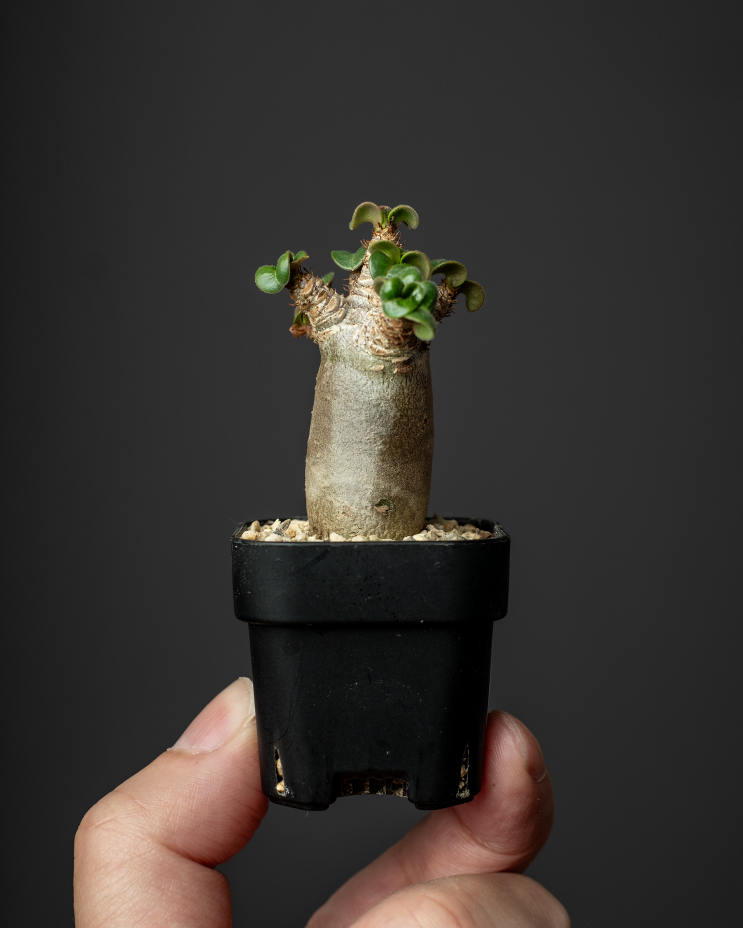Adenium D.H.A