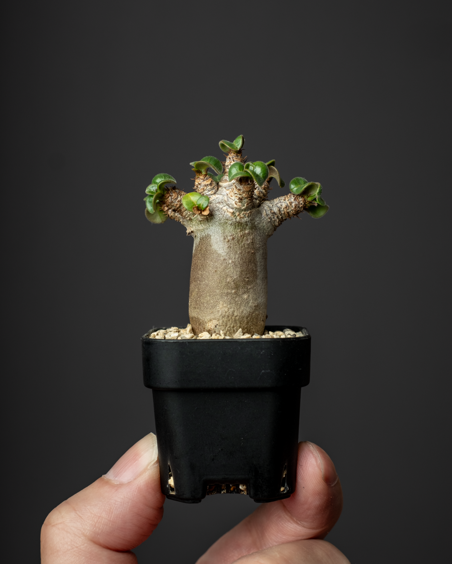 Adenium D.H.A