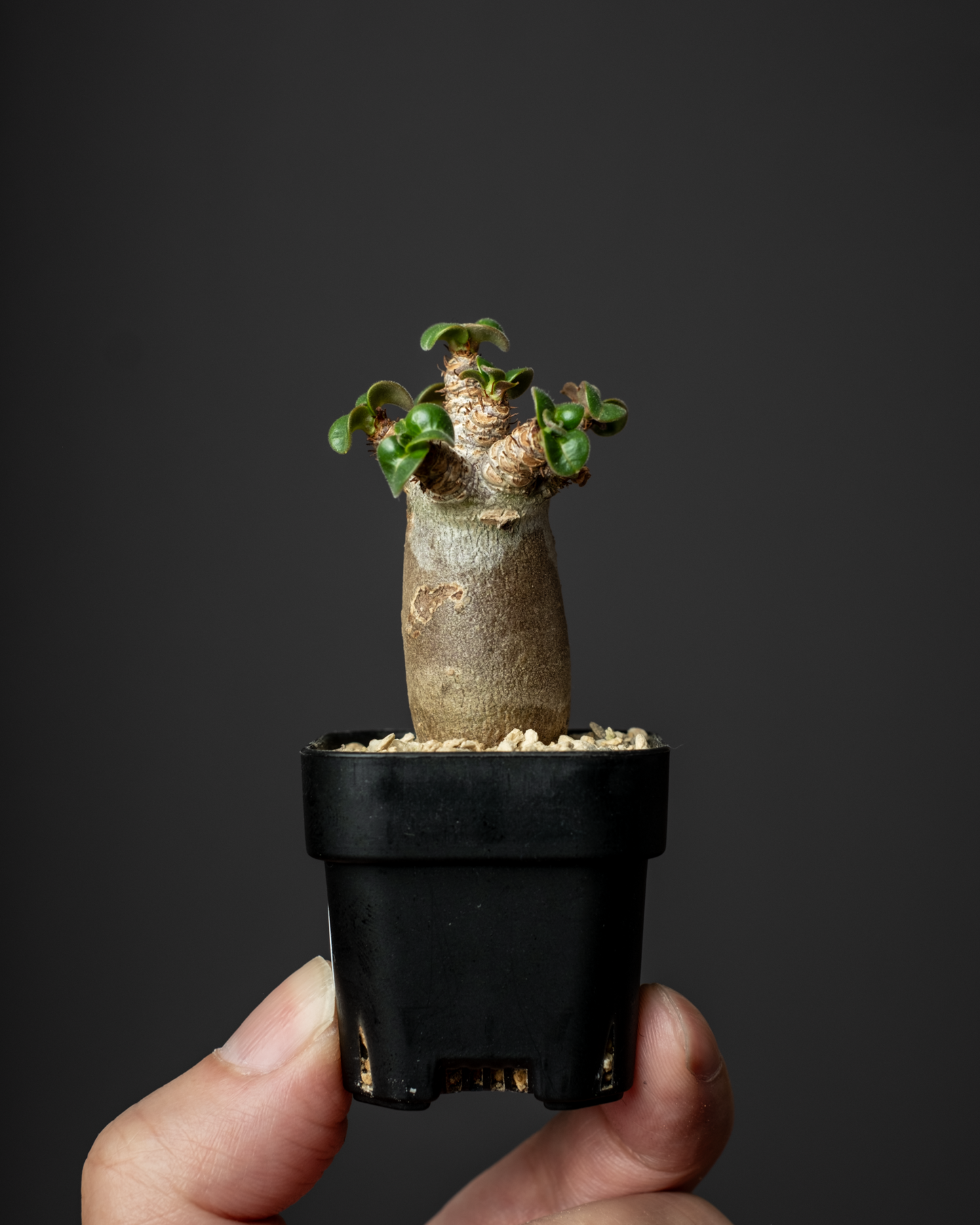 Adenium D.H.A