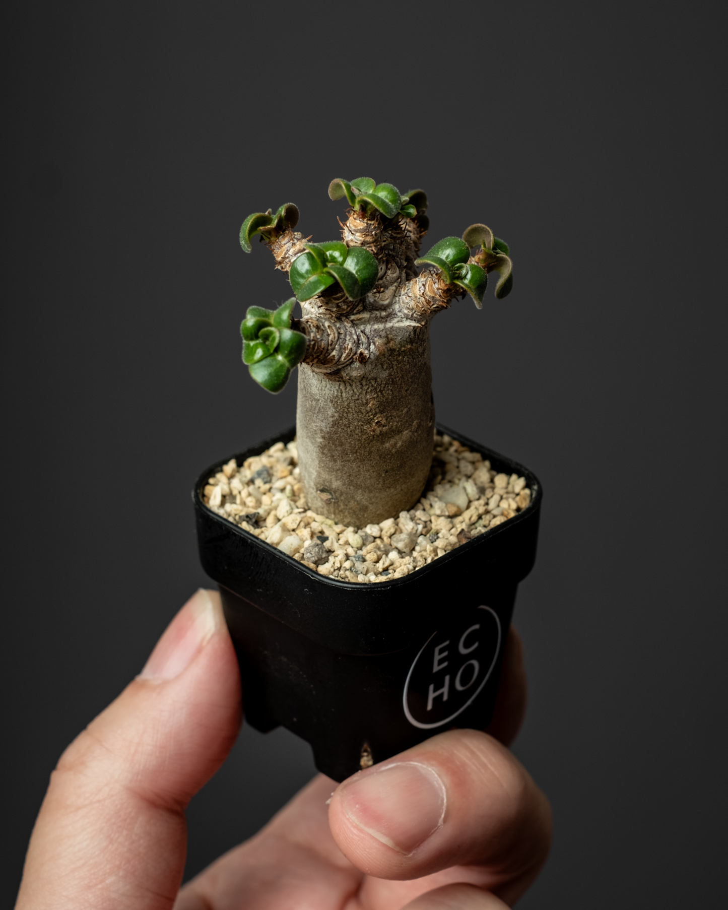 Adenium D.H.A