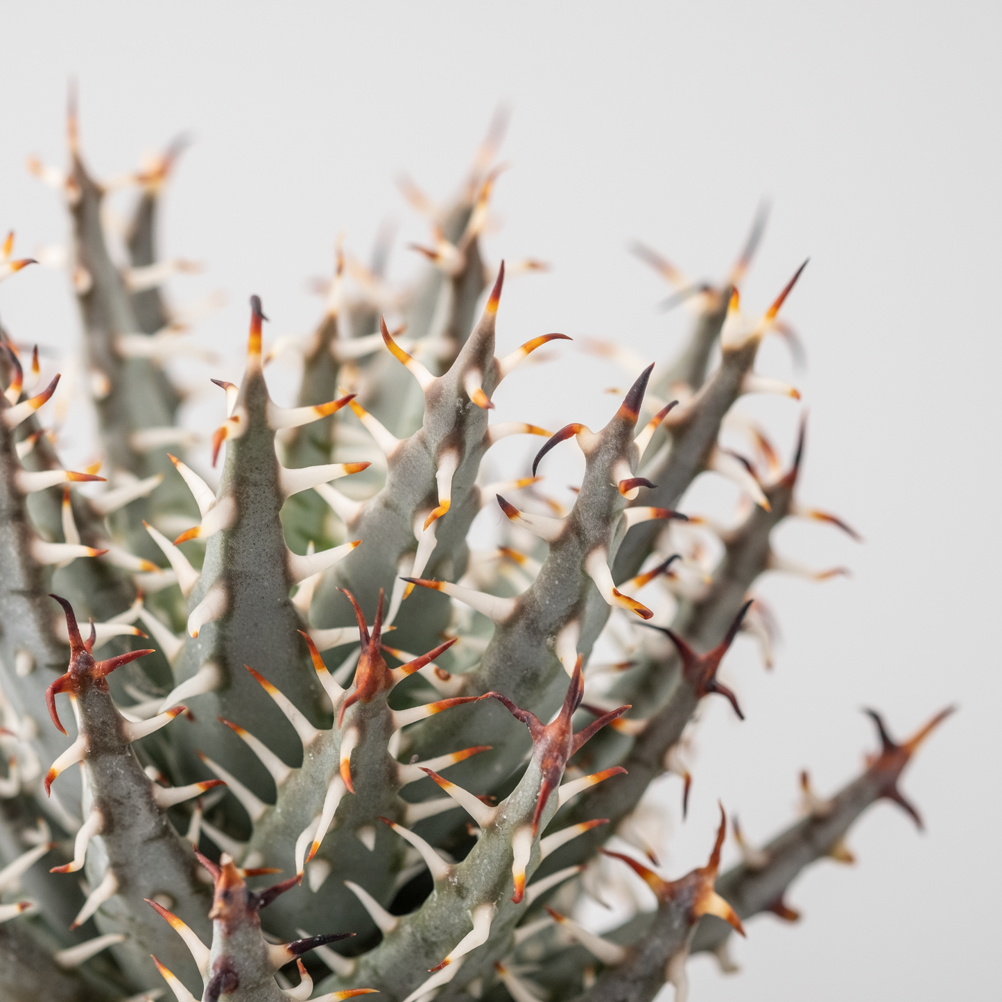 Aloe erinacea #1