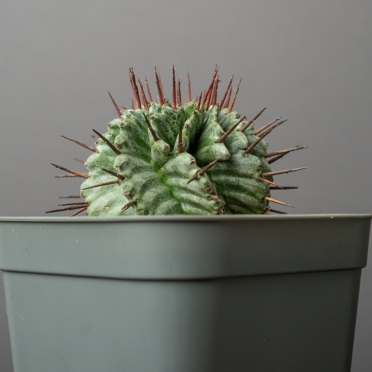 Euphorbia horrida 'Zebra'