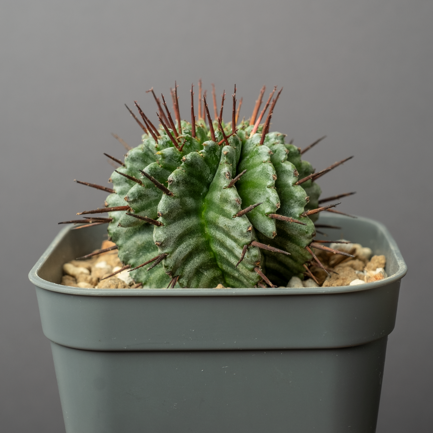 Euphorbia horrida 'Zebra'