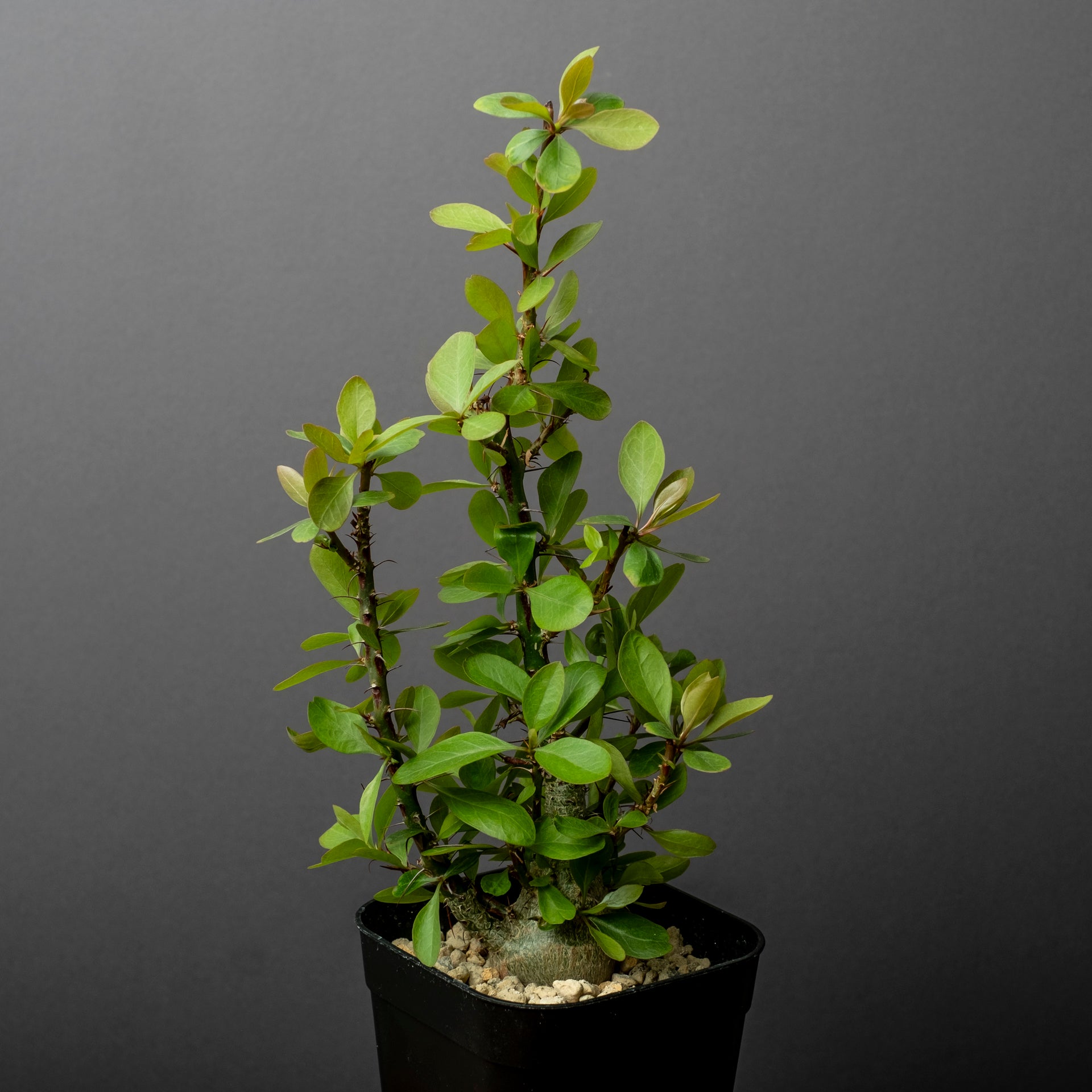 塊根植物 新芽付き Foquieria fasciculata 塊根植物 新芽付き Foquieria fasciculata isla del pescado