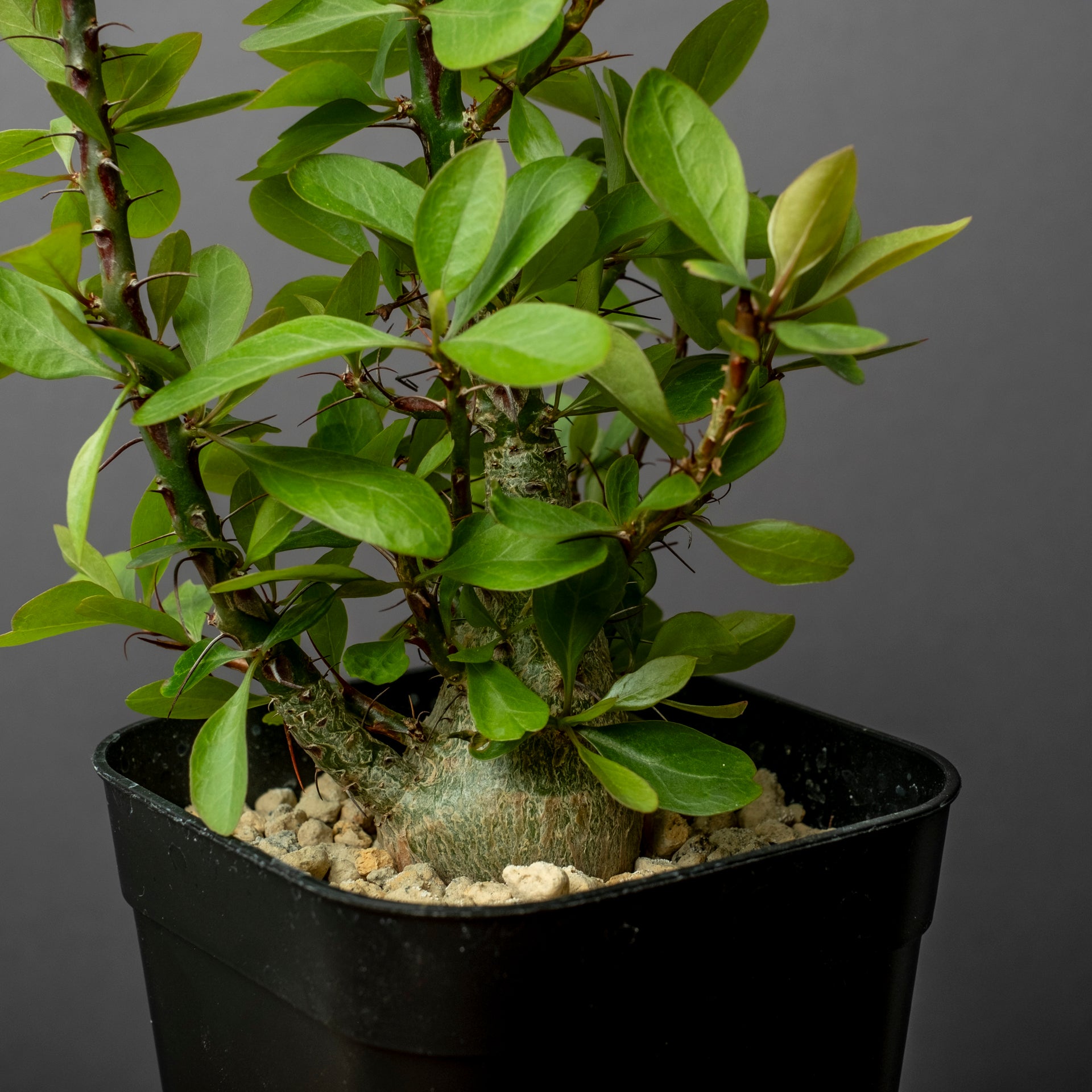 塊根植物 新芽付き Foquieria fasciculata フォークイエリア・ファシクラータ | Fouquieria fasciculata _B