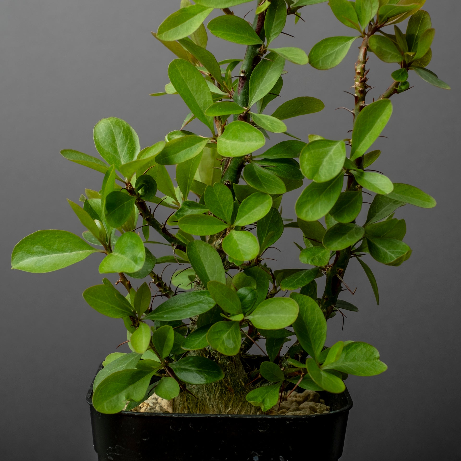 塊根植物 新芽付き Foquieria fasciculata