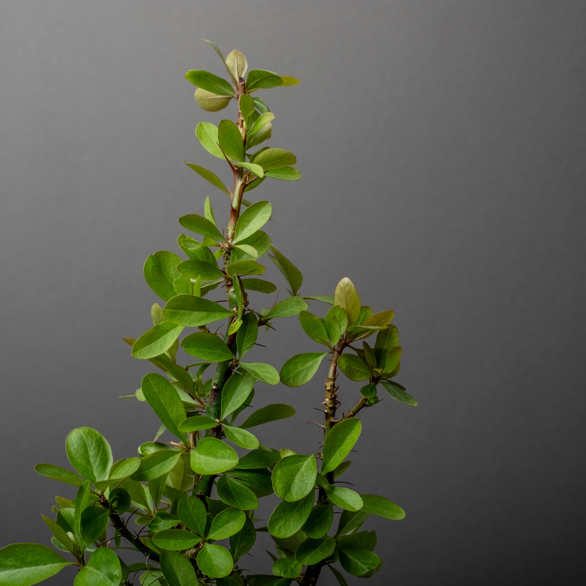 塊根植物 新芽付き Foquieria fasciculata