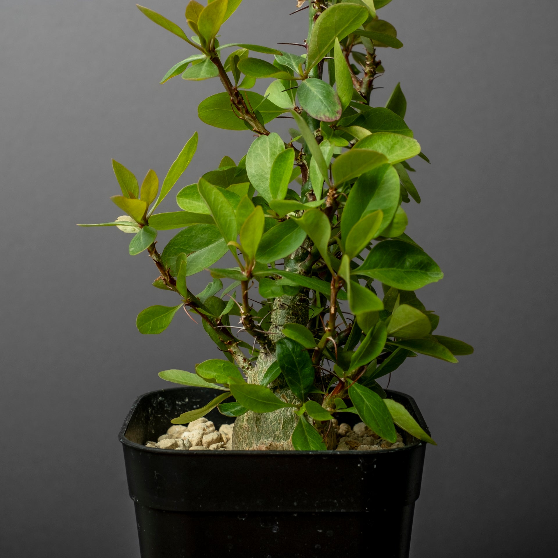 Fouquieria fasciculata #3 – ECHO PLANTS