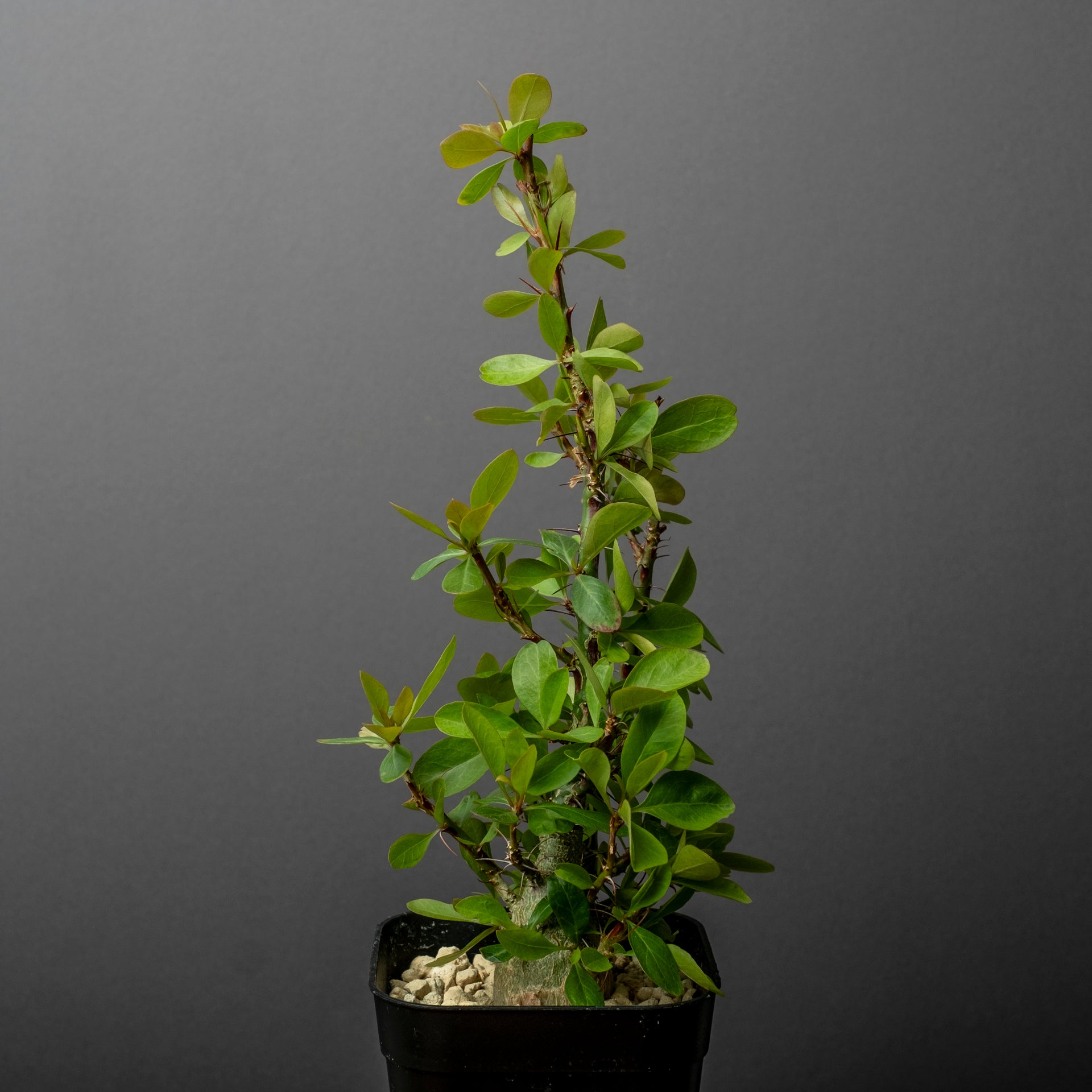 Fouquieria fasciculata #3 – ECHO PLANTS