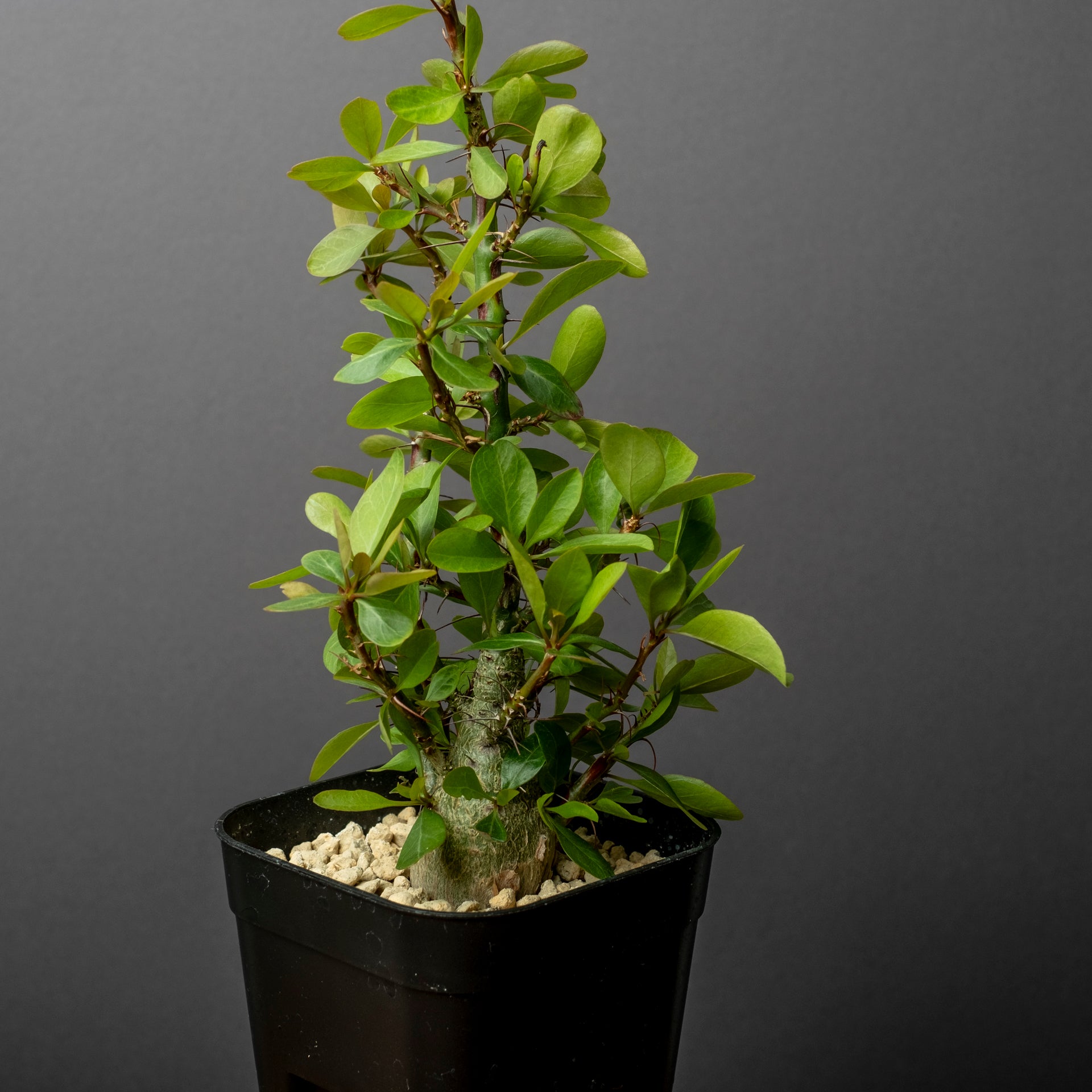 Fouquieria fasciculata #3 – ECHO PLANTS