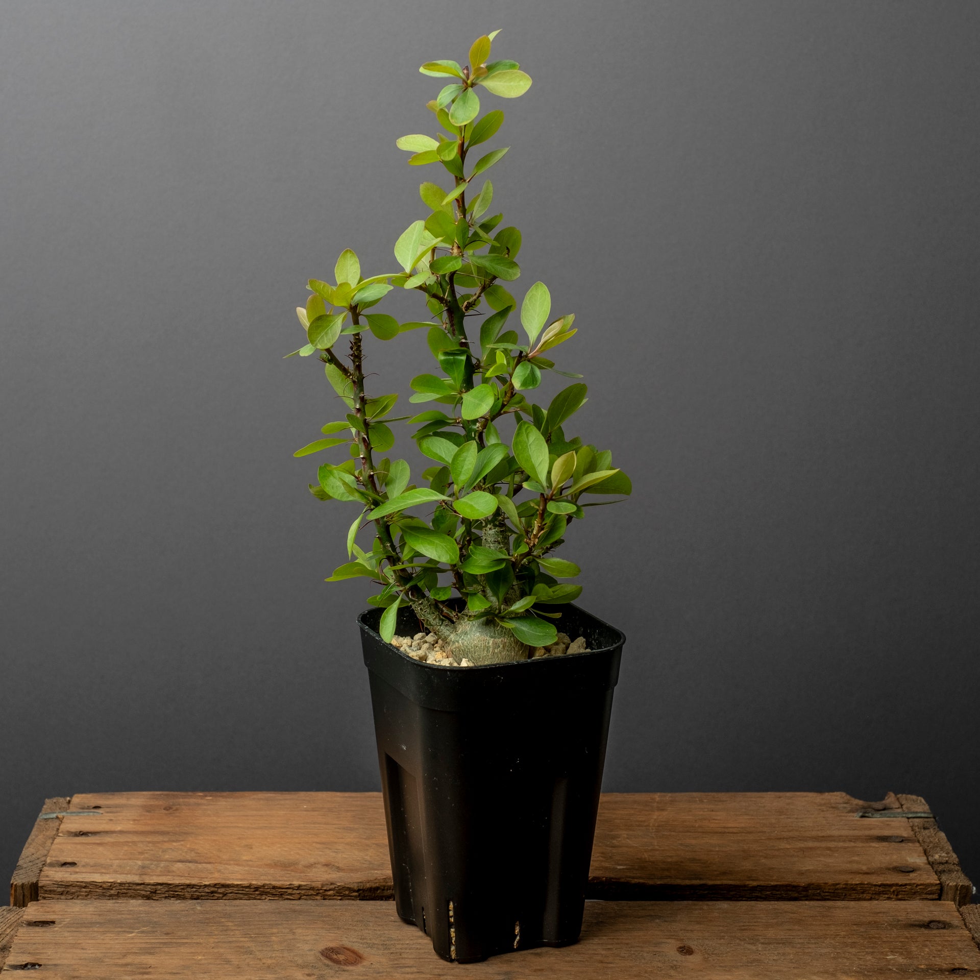 Fouquieria fasciculata #3 – ECHO PLANTS