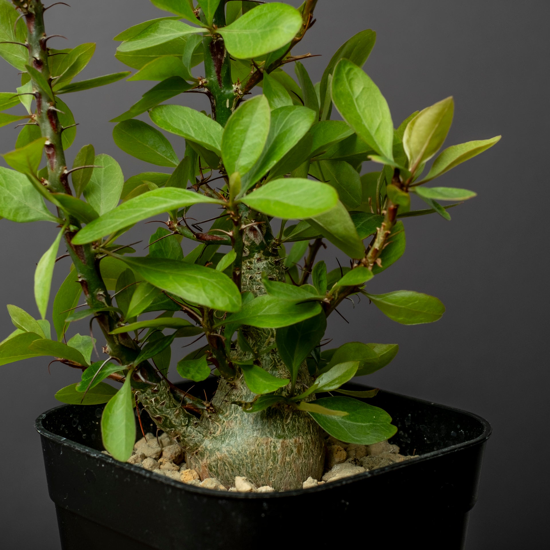 塊根植物 新芽付き Foquieria fasciculata