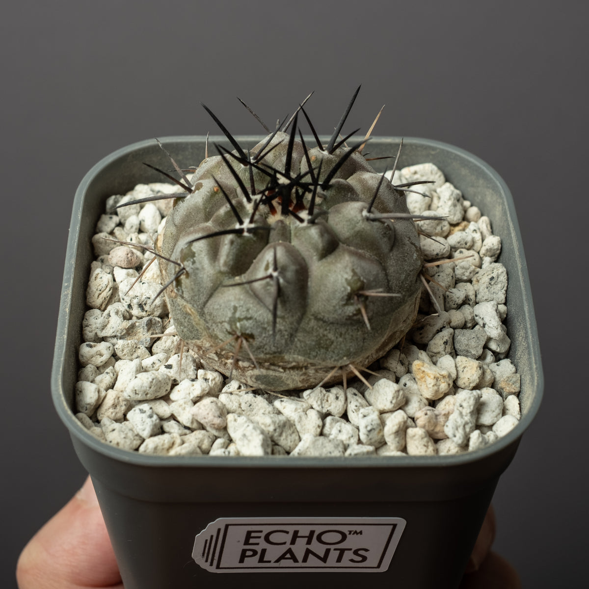 Copiapoa cinerea黒王丸 #2 – ECHO PLANTS