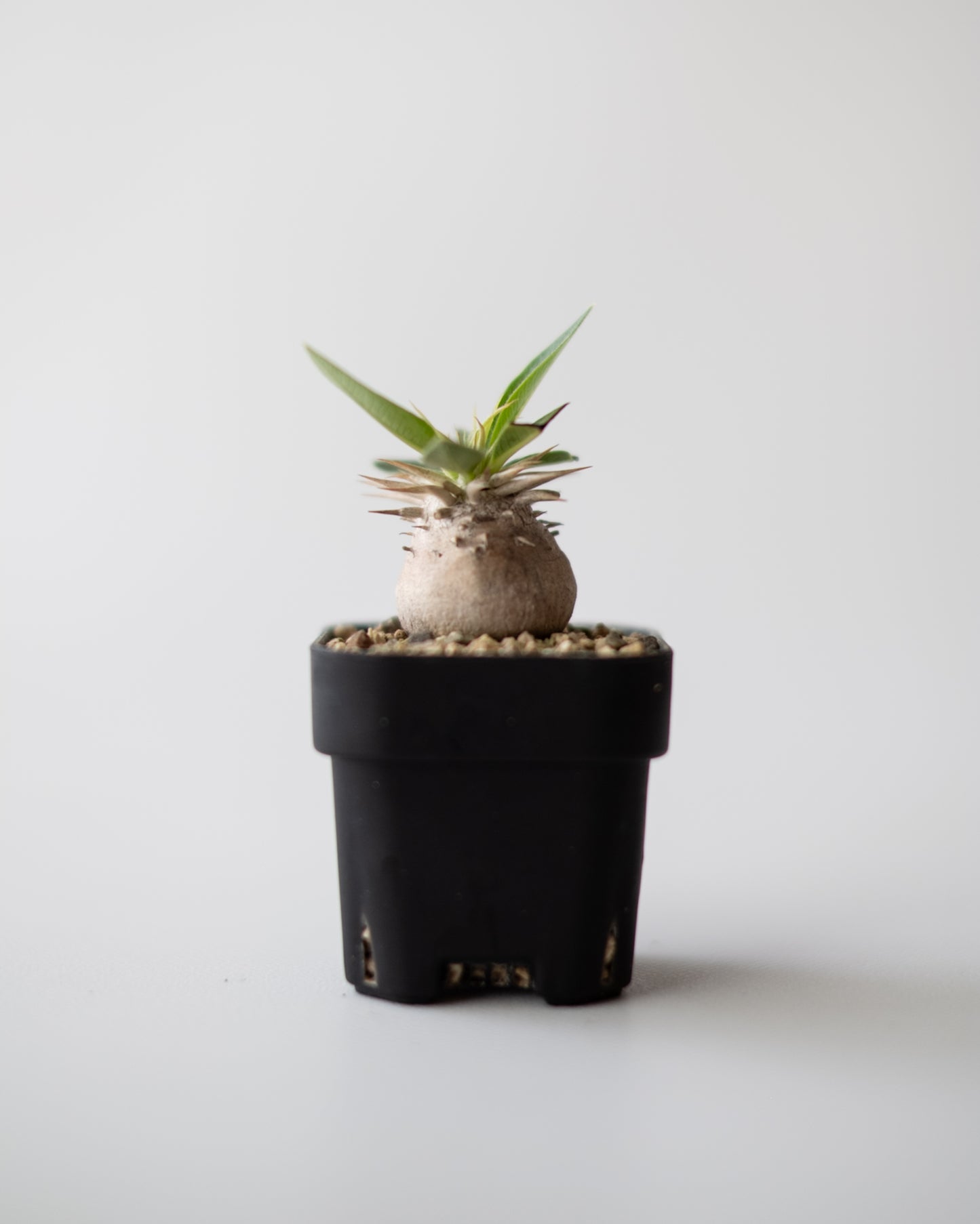 Pachypodium enigmaticum #2