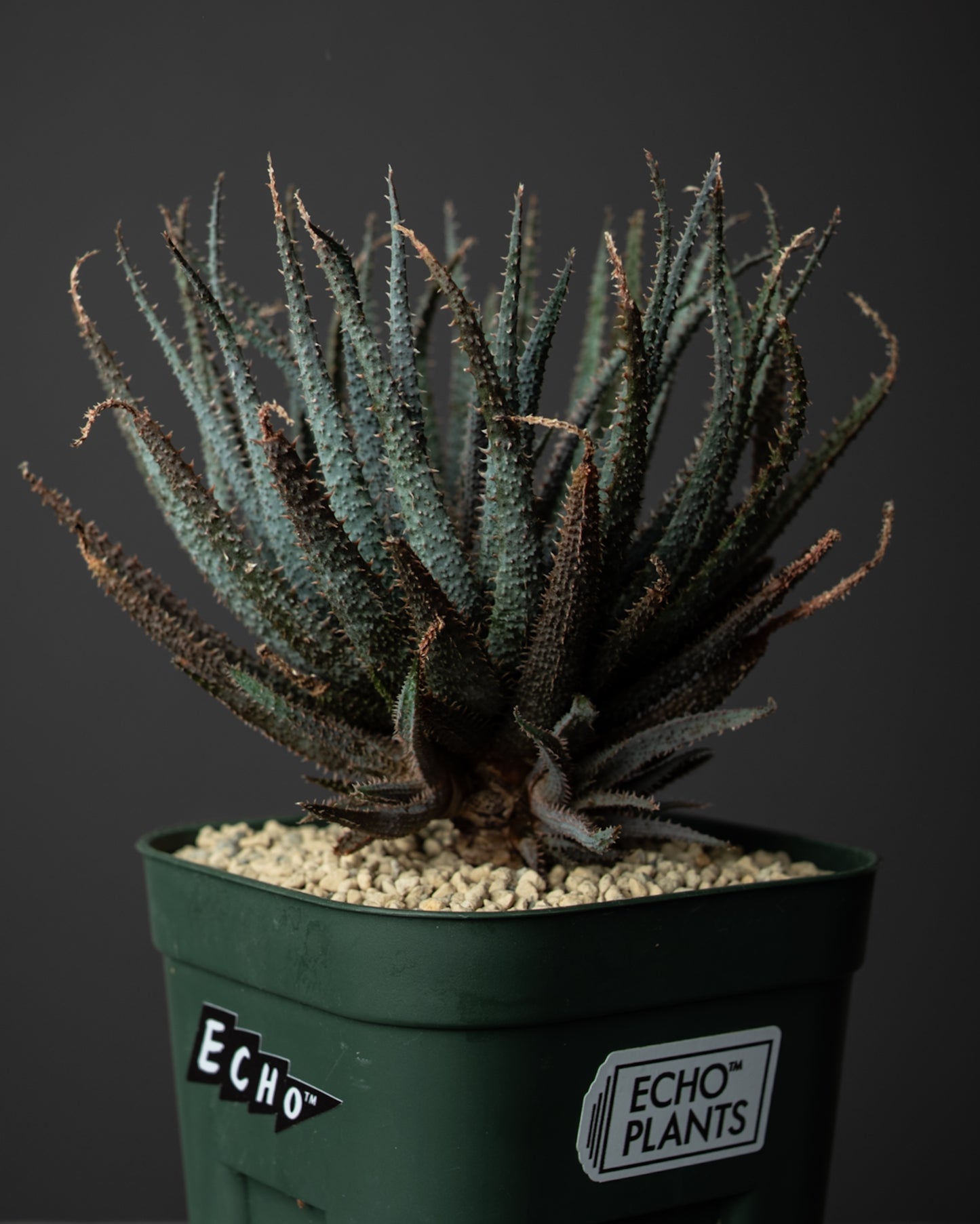 Aloe parvula