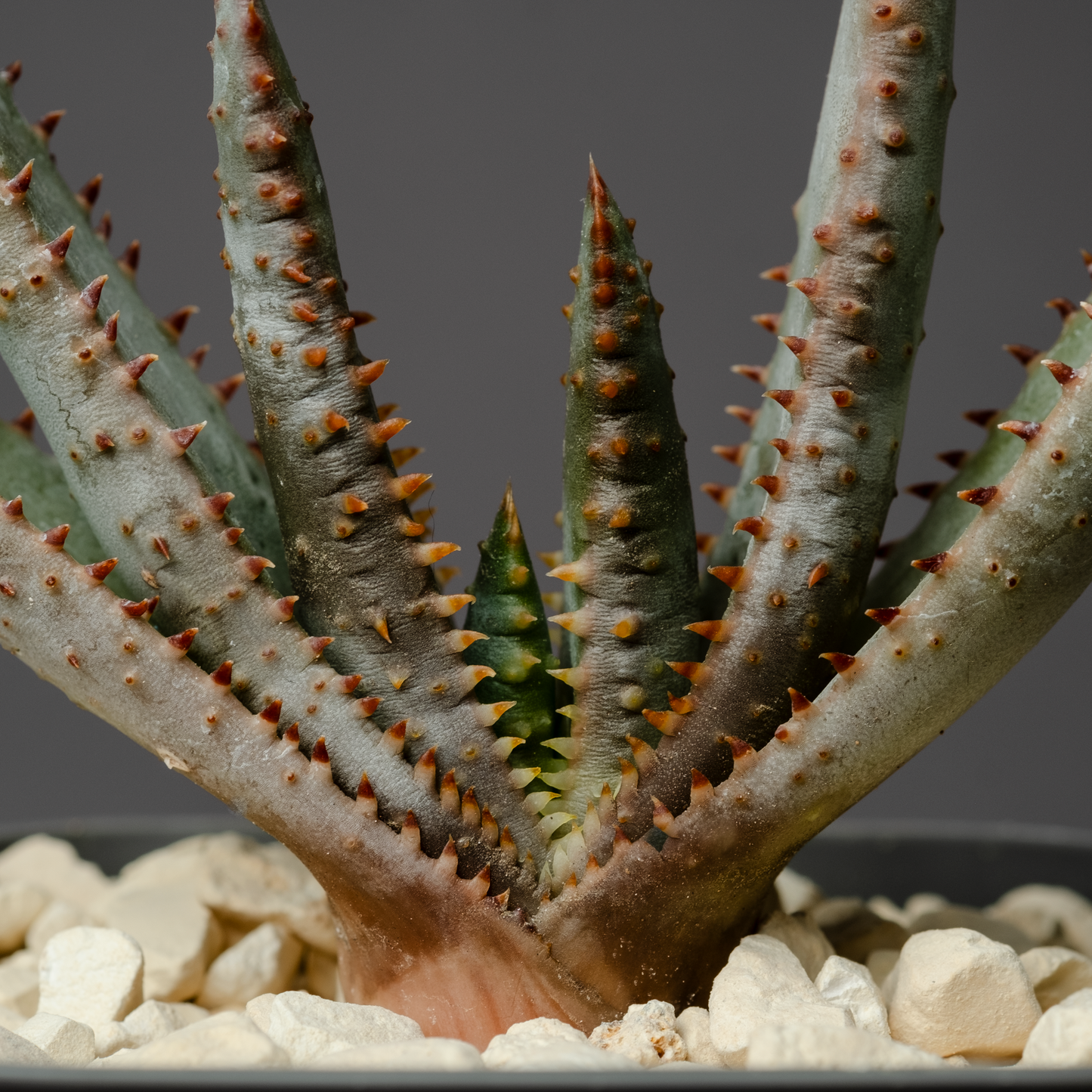 Aloe compressa var. schistophila