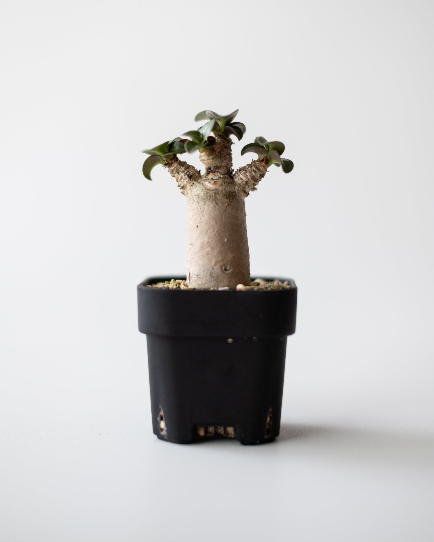 Adenium D.H.A #2