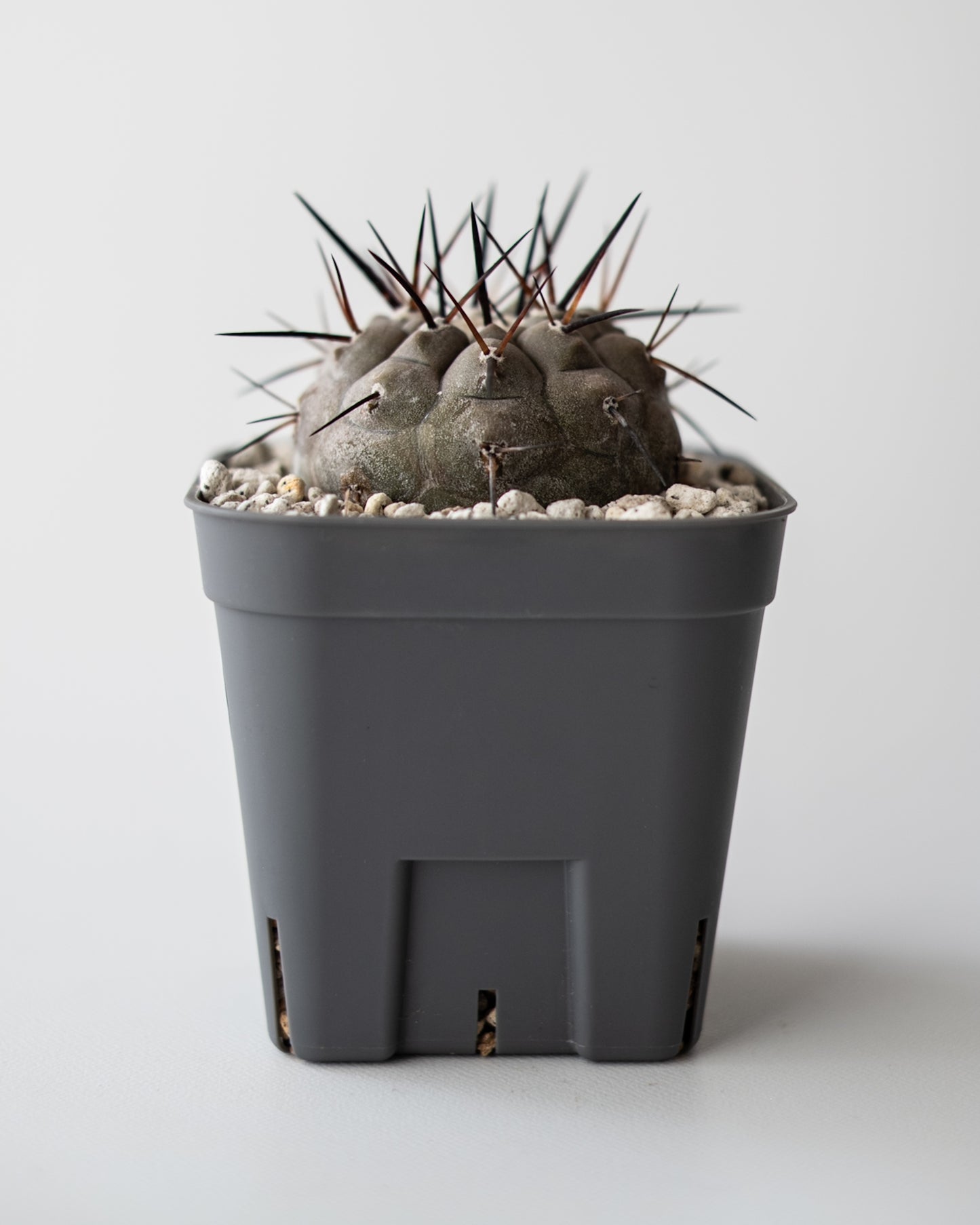 T様専用 Copiapoa  cinerea黒王丸 #3