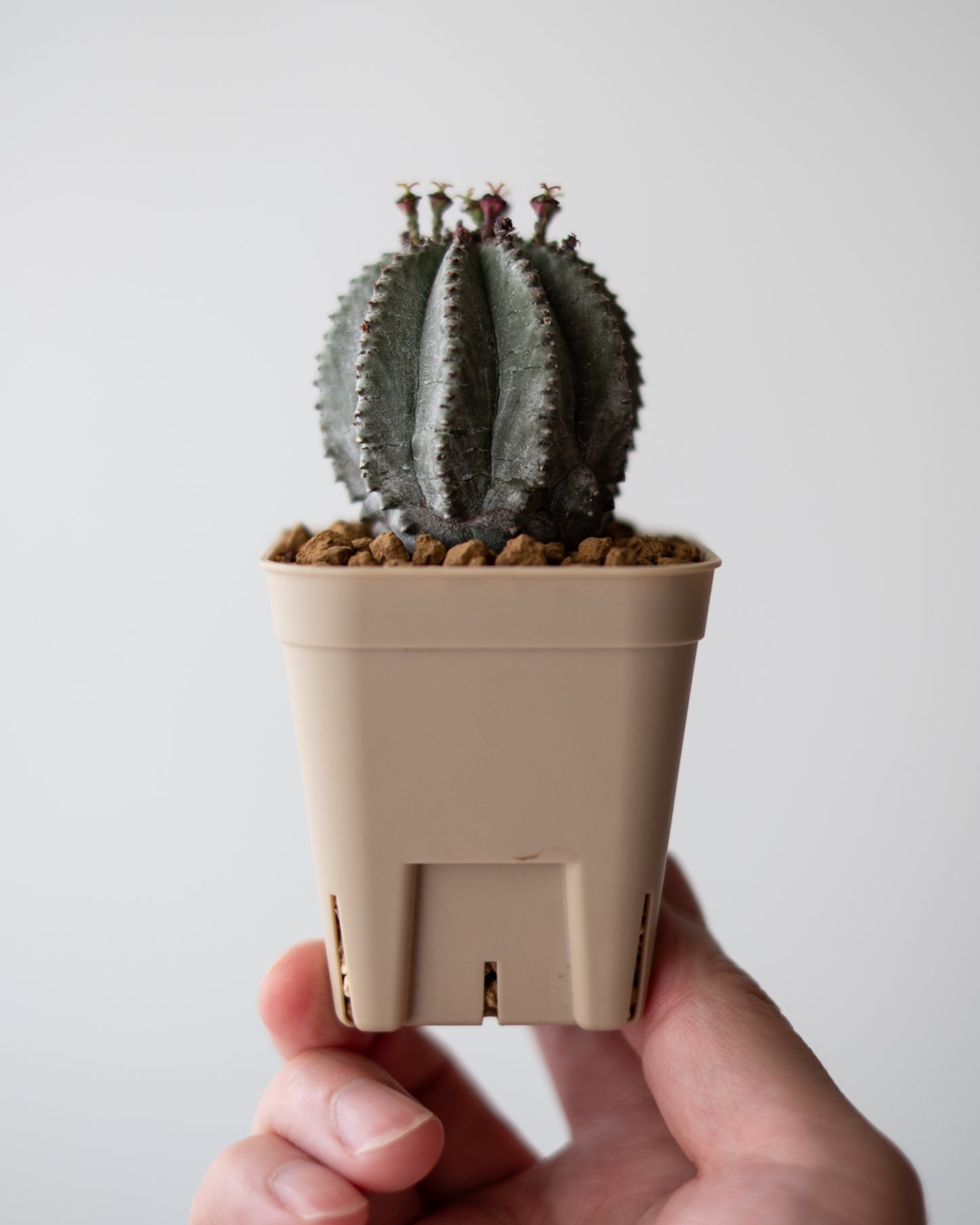 Euphorbia hyb. ホリダ梵天