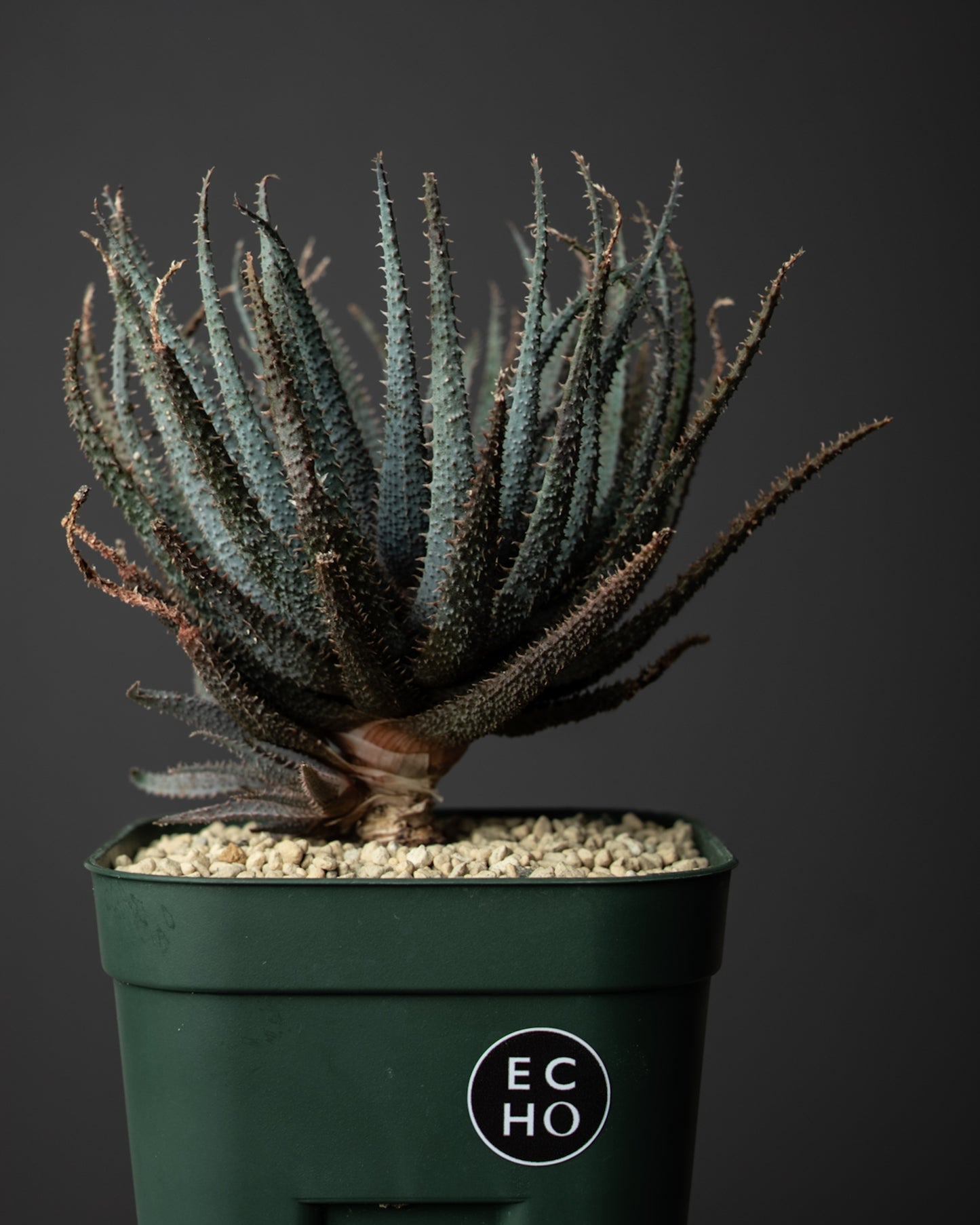 Aloe parvula