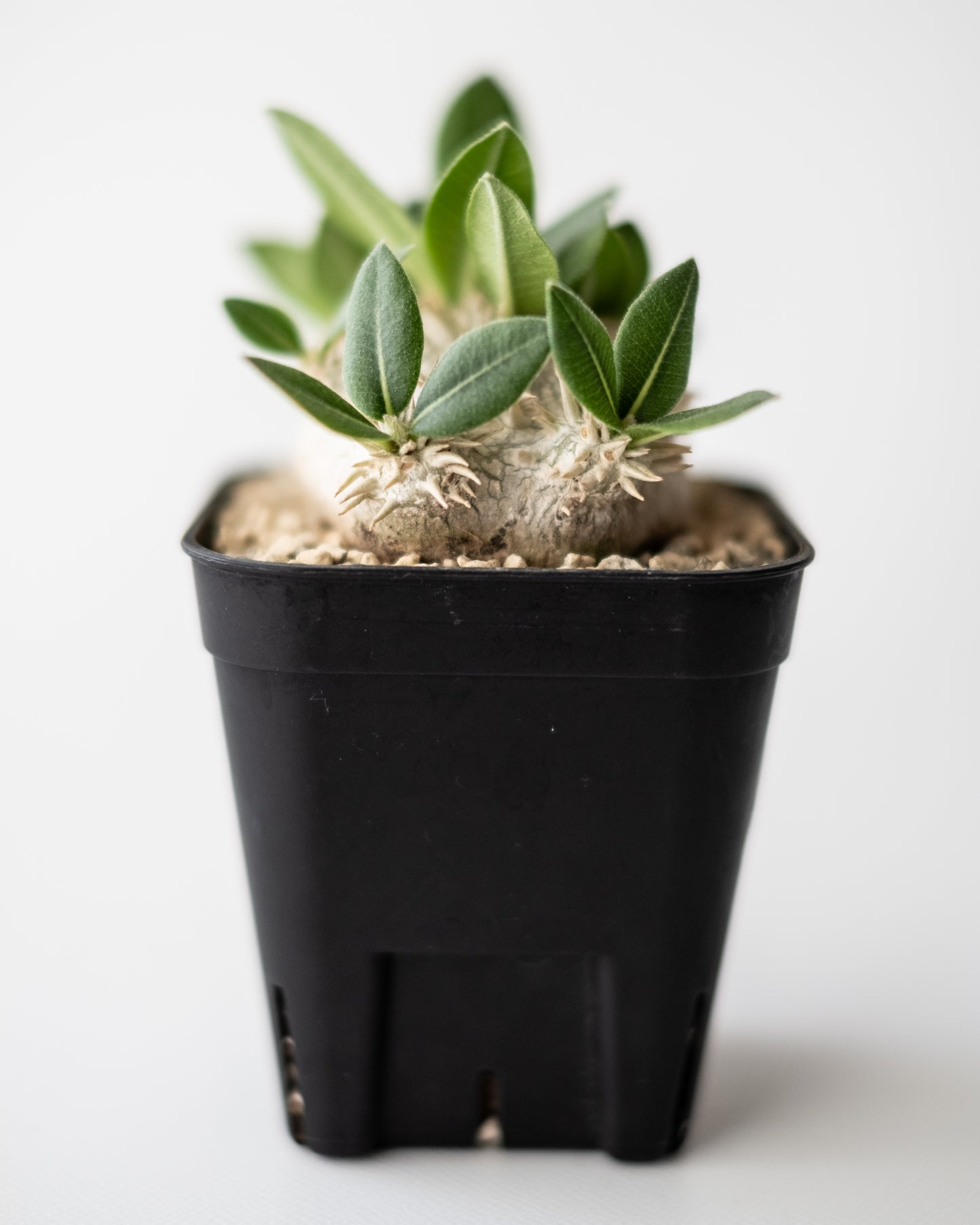 Pachypodium brevicaule