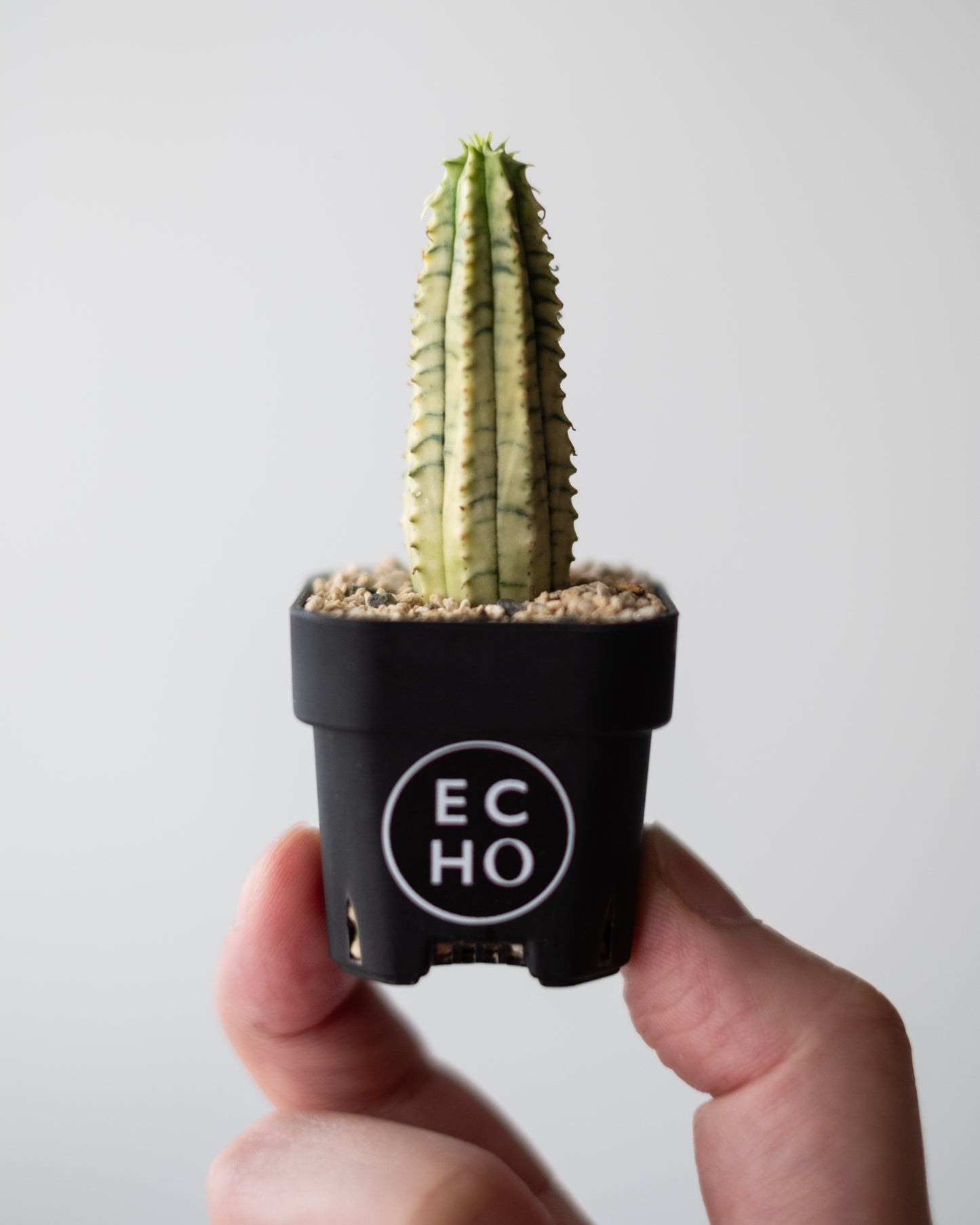 Euphorbia 魔紅キリン錦 #2