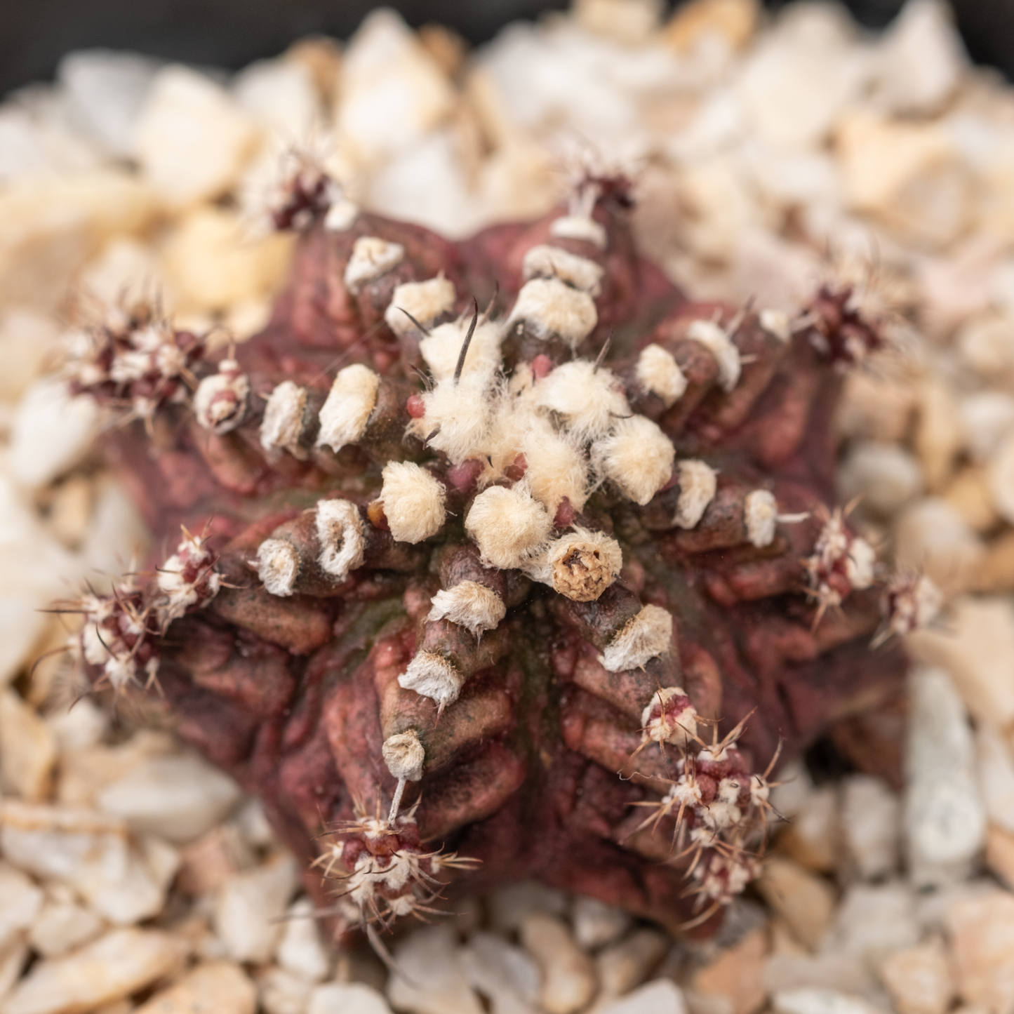 Gymnocalycium 'T-Rex'